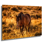 Wild Horse Photography 'Amber Dusk' - Western Landscape Art - Mustang in Golden Prairie