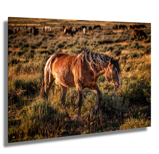 Wild Mustang Wall Art 'Sunset Sentinel' - Western Horse Photography - Rustic Home Decor