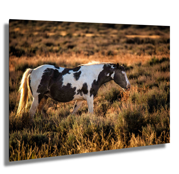 Wild Horse Photography - Dusk Sentinel Pinto - Western Wall Art - Rustic Home Decor