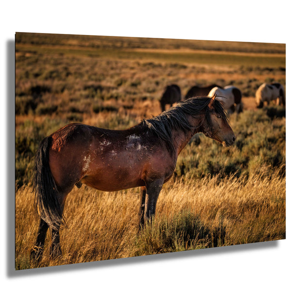 Wild Mustang Photography - 'Sunset Guardian' - Western Horse Wall Art - Prairie Canvas Print
