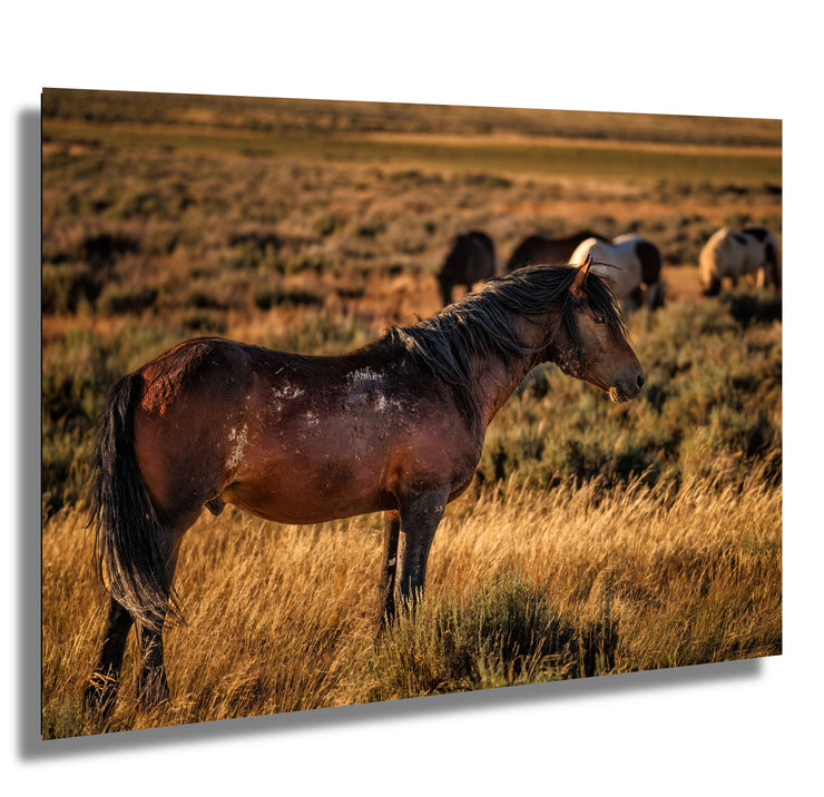 Wild Mustang Photography - 'Sunset Guardian' - Western Horse Wall Art - Prairie Canvas Print