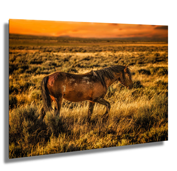 Amber Dusk Mustang - Wild Horse Photography Art - Western Sunset Prairie Wall Decor