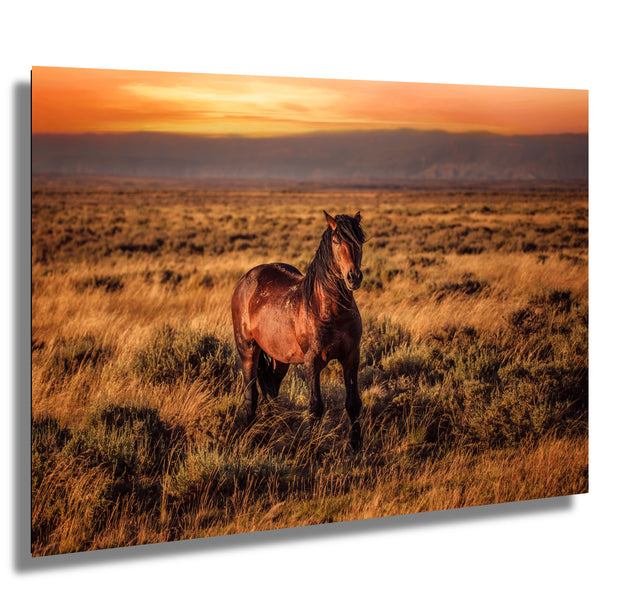 Amber Dusk Mustang - Western Horse Photography - Golden Prairie Sunset Wall Art