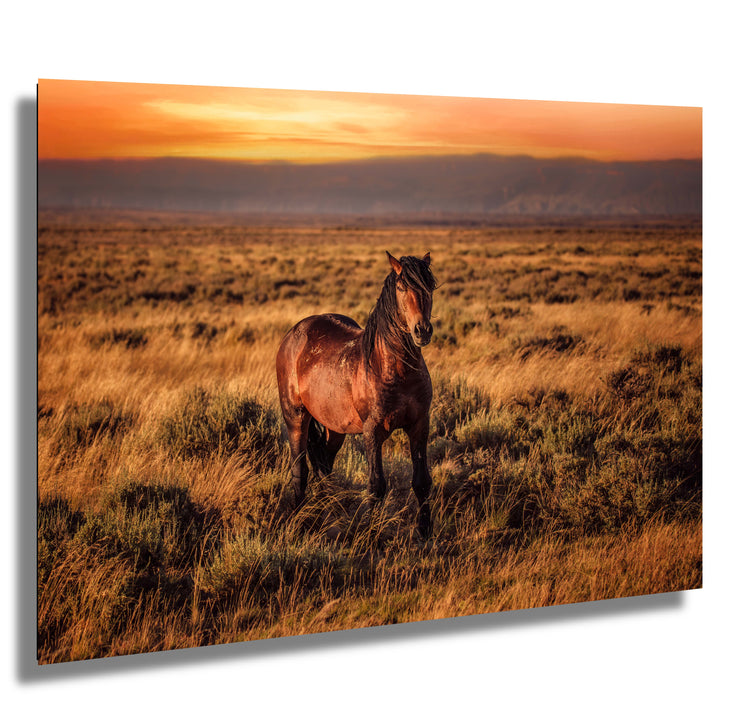 Amber Dusk Mustang - Western Horse Photography - Golden Prairie Sunset Wall Art