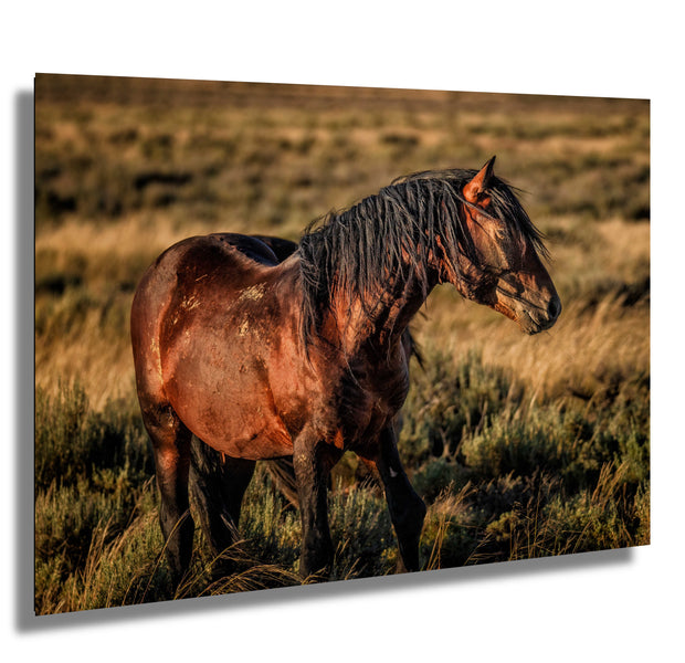 Wild Mustang Wall Art 'Sunset Sentinel' - Western Horse Photography Print - Canvas Metal Fine Art