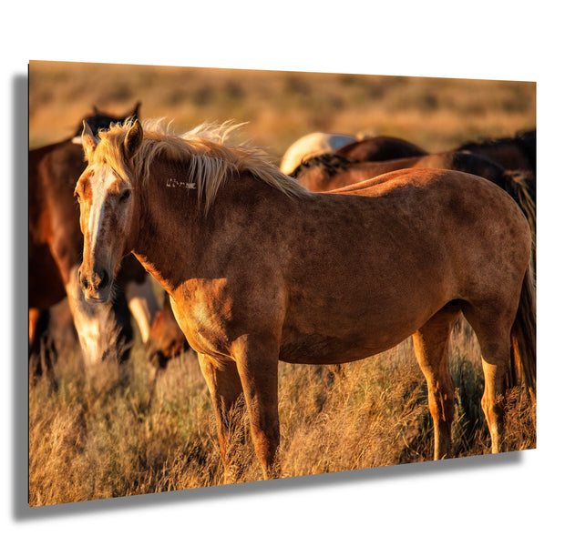 Wild Mustang Wall Art 'Amber Dusk' - Wild Horse Photography - Western Home Decor Canvas Print