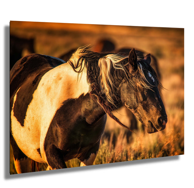 Wild Mustang Wall Art 'Sunset Splendor' - Pinto Horse Photography Print - Western Decor