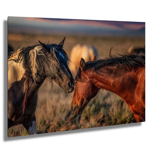 Wild Horse Photography - Sunset Whispers Canvas Print - Mustang Bond Wall Art - Western Decor
