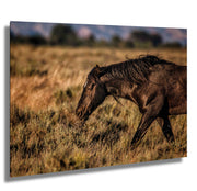 Wild Mustang Wall Art 'Dusk Wanderer' - Black Horse Photography - Western Prairie Decor