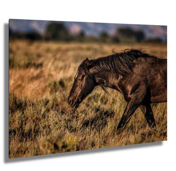 Wild Mustang Wall Art 'Dusk Wanderer' - Black Horse Photography - Western Prairie Decor