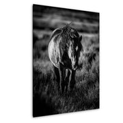 Wild Mustang Black and White Photography - 'Untamed Soul' Horse Wall Art Print Canvas