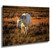 White Horse Wall Art - 'Sunset Solitude' - Canvas Print Western Wildlife Photography Rustic Decor