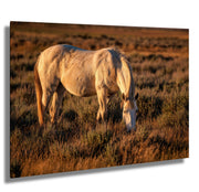 Wild Horse Photography - Amber Light Grazing - White Mustang Wall Art - Western Decor