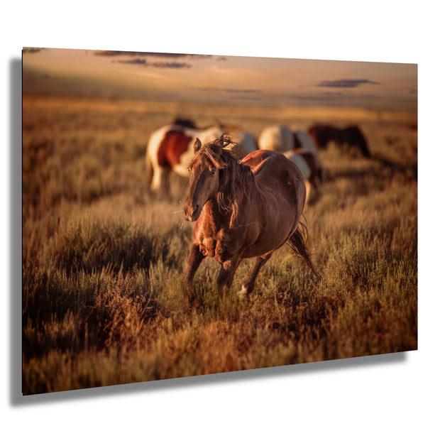 Wild Horse Photography Wall Art - 'Sunset Spirit' - Canvas Print Western Decor Fine Art