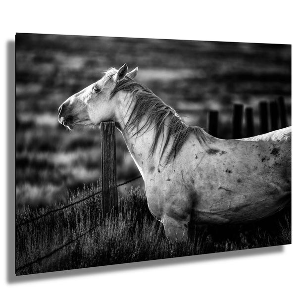 White Horse Black and White Photography - 'Sentinel Spirit' - Western Ranch Art Print