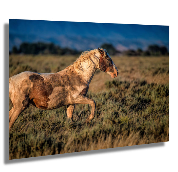 Wild Mustang Photography - 'Sunset Warrior' - Canvas Print Western Horse Wall Art Decor
