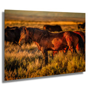 Wild Mustang Wall Art 'Amber Dusk' - Western Horse Photography - Sunset Prairie Canvas Print