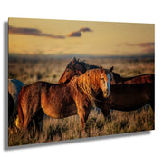 Wild Mustang Wall Art - 'Sunset Companions' - Western Horse Photography - Rustic Home Decor