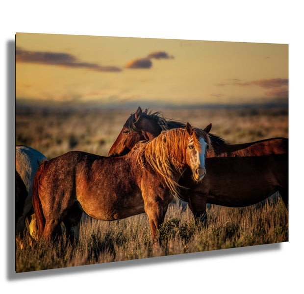 Wild Mustang Wall Art - 'Sunset Companions' - Western Horse Photography - Rustic Home Decor