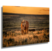 Wild Horse at Sunset - Amber Horizon Canvas Print - Western Prairie Wall Art Home Decor
