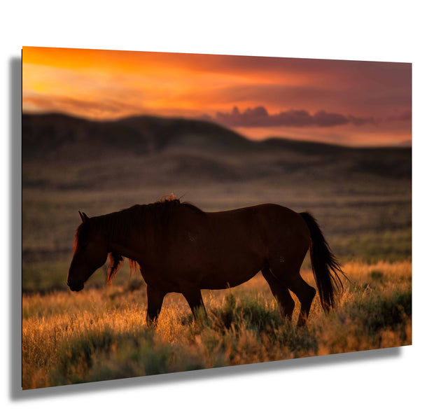 Dusk Wanderer - Wild Horse Sunset Wall Art - Western Prairie Photography - Rustic Home Decor