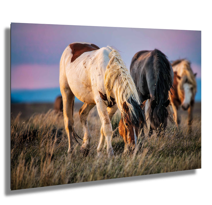 Wild Mustang Photography - 'Dusk Harmony' - Western Horse Wall Art - Canvas Print