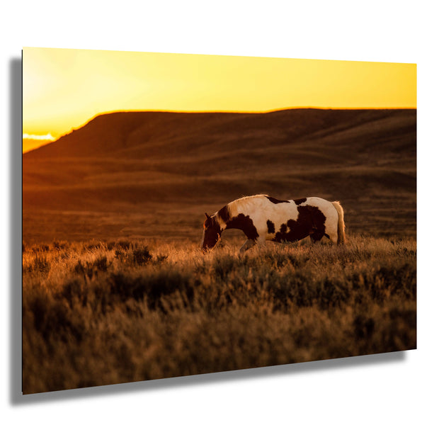 Wild Horse Photography - Amber Dusk Solitude - Pinto Mustang Canvas Art - Western Decor