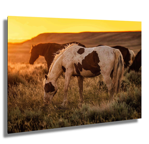 Wild Mustang Photography 'Prairie Gold' - Pinto Horse Canvas Art - Western Sunset Wall Decor