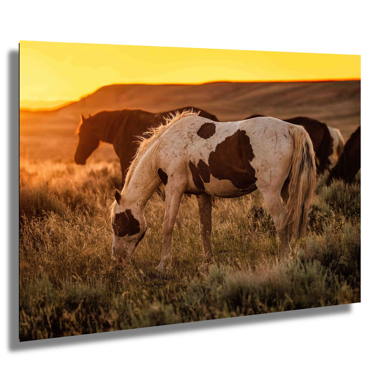 Wild Mustang Photography 'Prairie Gold' - Pinto Horse Canvas Art - Western Sunset Wall Decor