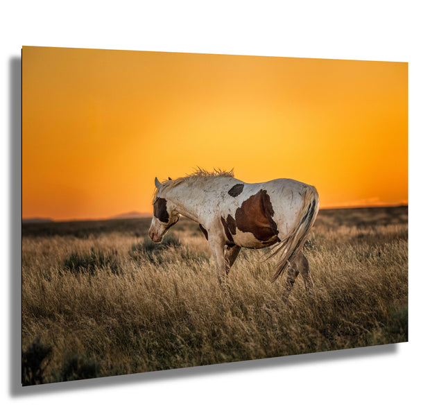 Wild Mustang Wall Art 'Amber Horizon' - Pinto Horse Photography - Western Prairie Sunset Decor