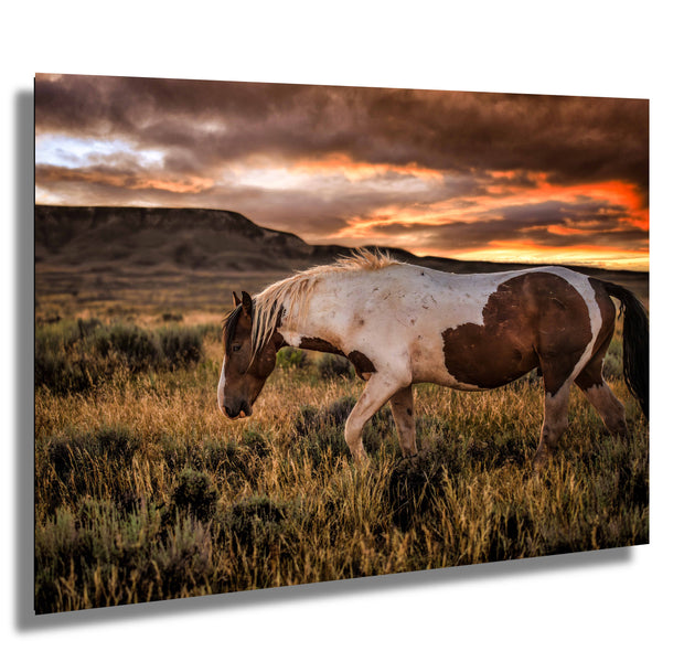 Wild Mustang Photography 'Fiery Horizon' - Paint Horse Wall Art - Western Sunset Decor