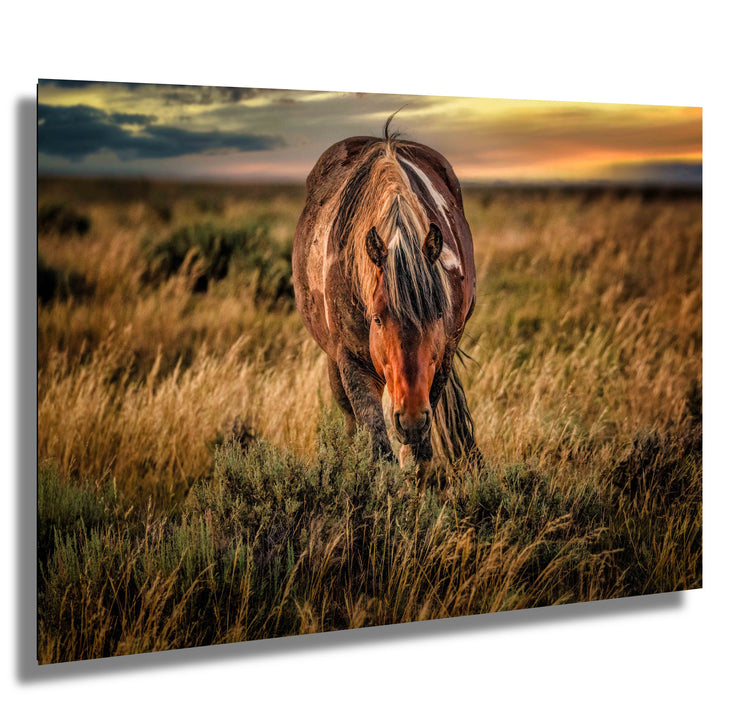 Wild Mustang Photography - 'Twilight Guardian' - Western Horse Wall Art - Sunset Prairie Decor