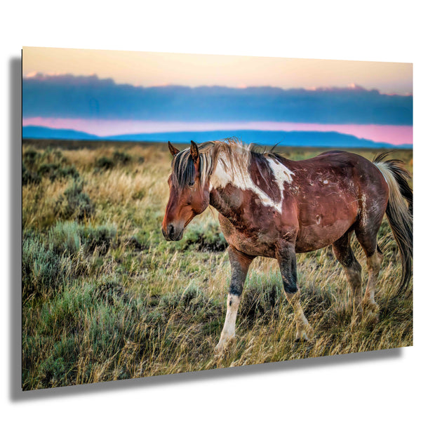 Wild Mustang Wall Art 'Dusk Wanderer' - Paint Horse Photography - Western Landscape Print
