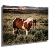 Wild Horse Wall Art 'Twilight Sentinel' - Pinto Mustang Photography - Western Decor Print Canvas