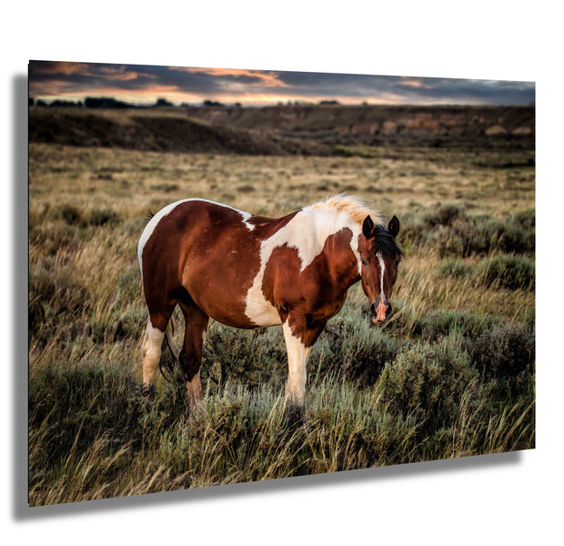 Wild Horse Wall Art 'Twilight Sentinel' - Pinto Mustang Photography - Western Decor Print Canvas