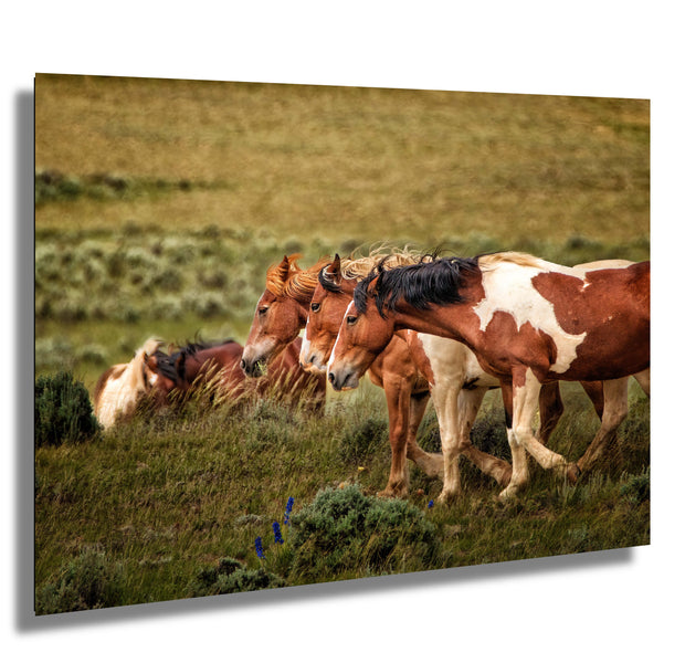 Wild Mustang Wall Art 'Golden Harmony' - Horse Photography Print - Western Landscape Decor