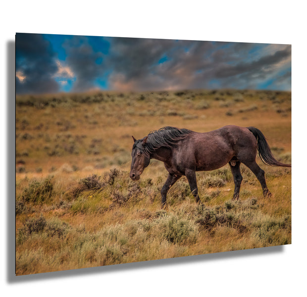 Wild Mustang Wall Art 'Twilight Journey' - Fine Art Horse Photography Print - Western Decor