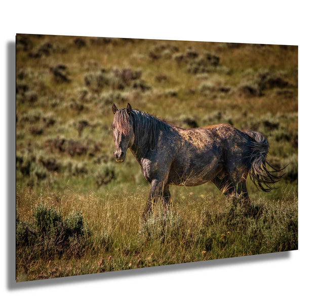 Wild Mustang Photography 'Dappled Warrior' - Western Horse Wall Art - Canvas Print Home Decor