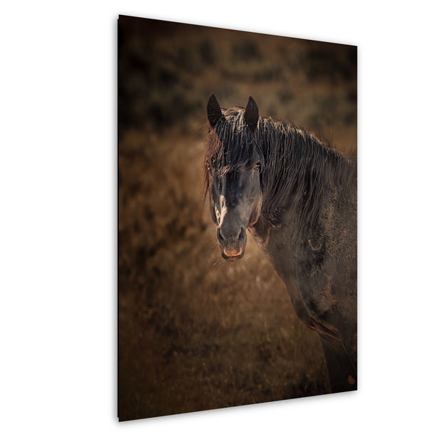 Wild Mustang Wall Art 'Dusk Sentinel' - Horse Photography Print - Rustic Western Decor