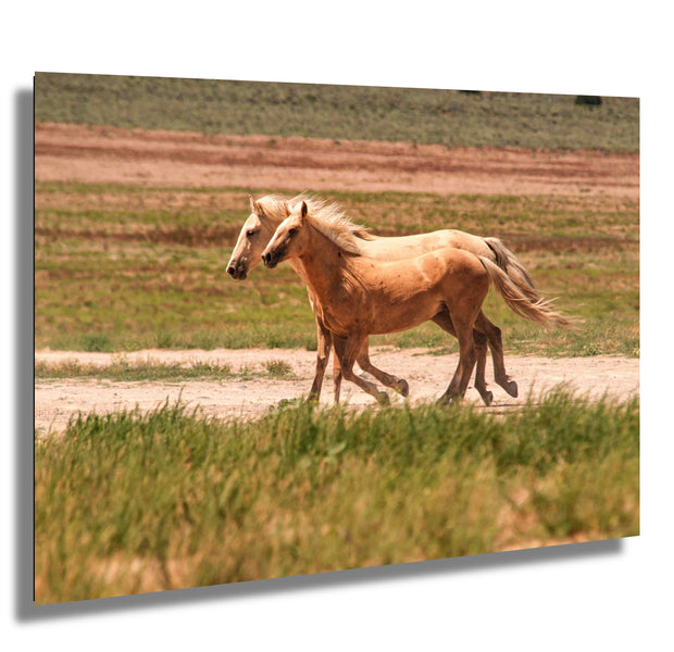 Golden Palomino Mustangs Wall Art - Wild Horses in Motion - Western Landscape Photography