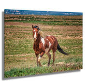 Wild Mustang Wall Art - 'Prairie Sentinel' - Pinto Horse Photography - Western Home Decor