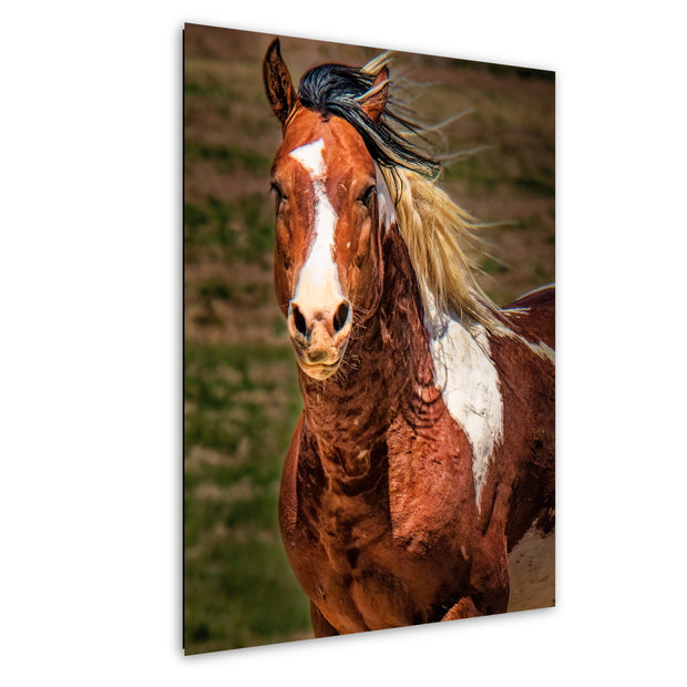 Windswept Freedom - Chestnut Pinto Horse Portrait - Equine Fine Art Photography