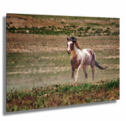 Untamed Spirit - Wild Paint Horse Photography - Western Grassland Art - Rustic Home Decor
