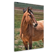 Wild Horse Photography - Golden Dun Mustang - Western Wall Art - Equine Portrait Print