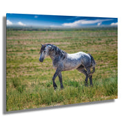 Wild Horse Photography - Dappled Gray Mustang Canvas Print - Western Prairie Wall Art Decor
