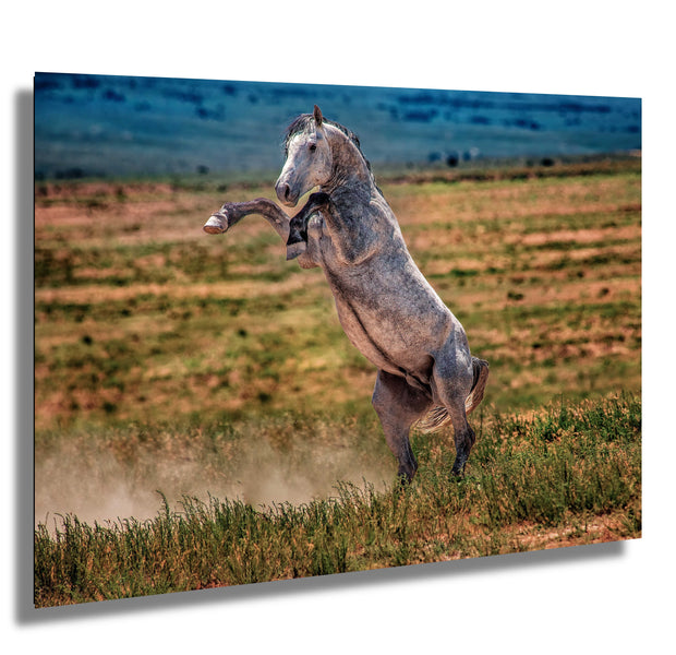 Wild Mustang Wall Art 'Defiant Spirit' - Dappled Gray Horse Rearing Photography - Print Canvas Metal