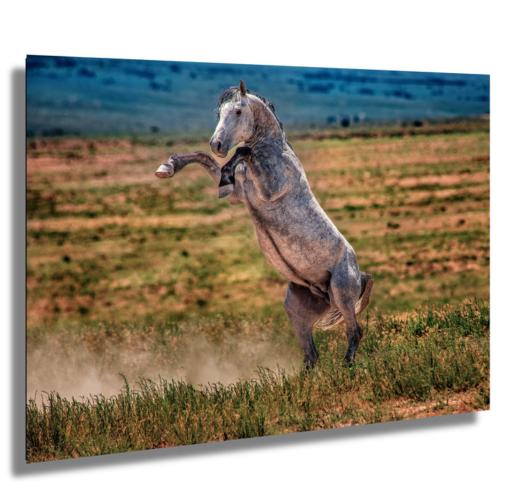 Wild Mustang Wall Art 'Defiant Spirit' - Dappled Gray Horse Rearing Photography - Print Canvas Metal