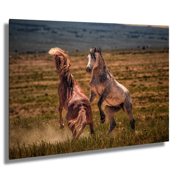 Wild Mustang Photography 'Primal Challenge' - Western Horse Wall Art - Rustic Home Decor