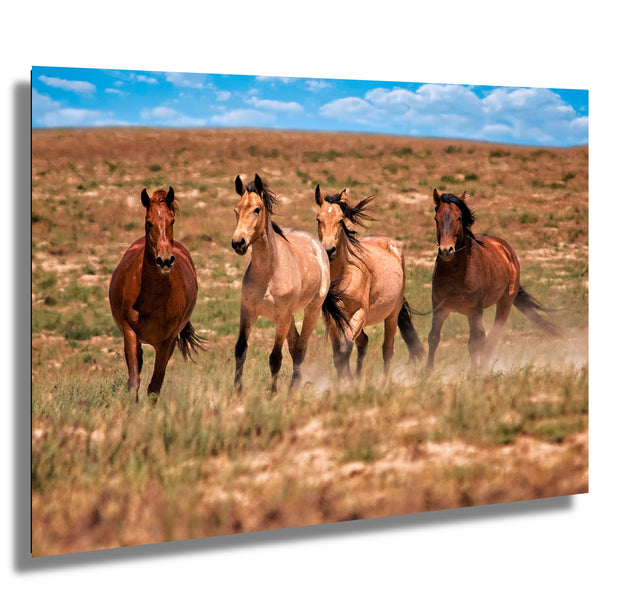 Wild Mustang Photography 'Prairie Quartet' - Canvas Print Horse Wall Art - Western Decor