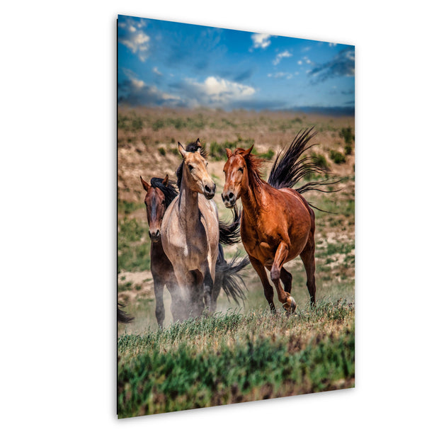 Wild Mustang Photography 'Spirit of the Plains' - Western Horse Wall Art - Rustic Home Decor